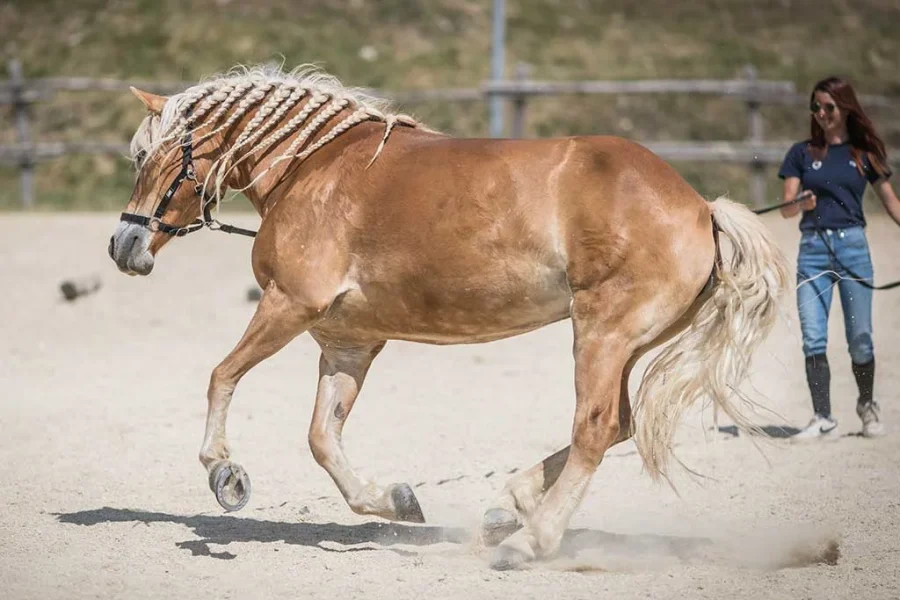 Cavalca…Pedala…Arrampica…e mangia sano sui monti Prenestini